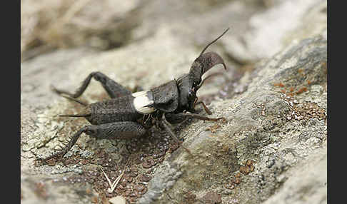 Grille spec. (Sciobia lusitanica)