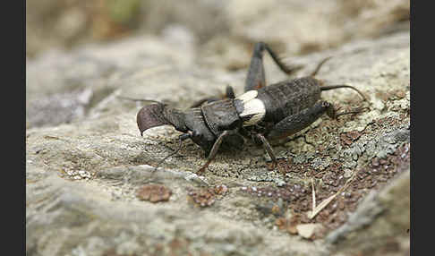 Grille spec. (Sciobia lusitanica)