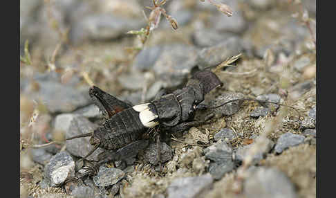 Grille spec. (Sciobia lusitanica)