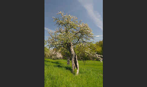 Streuobstwiese (meadow orchard)