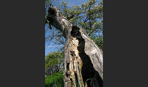 Streuobstwiese (meadow orchard)