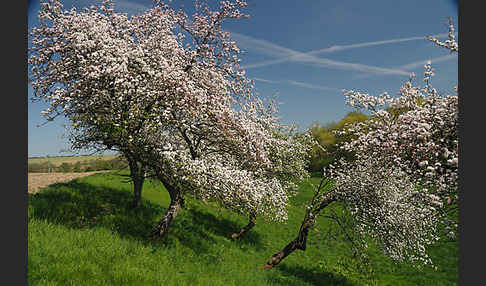 Streuobstwiese (meadow orchard)