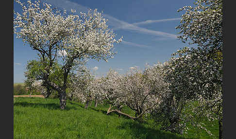 Streuobstwiese (meadow orchard)