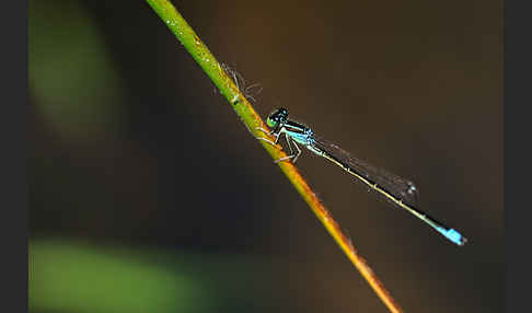 Kleine Pechlibelle (Ischnura pumilio)