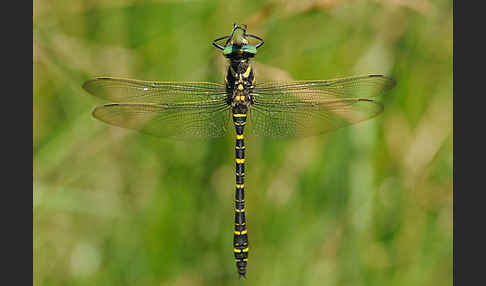 Zweigestreifte Quelljungfer (Cordulegaster boltoni)