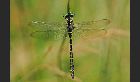 Zweigestreifte Quelljungfer (Cordulegaster boltoni)