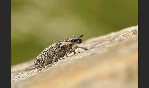 Distelgallenrüssler (Cleonis pigra)