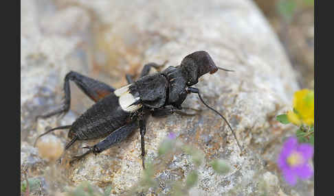 Grille spec. (Sciobia lusitanica)