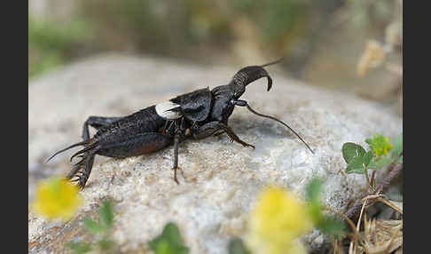 Grille spec. (Sciobia lusitanica)