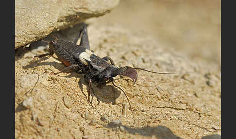 Grille spec. (Sciobia lusitanica)