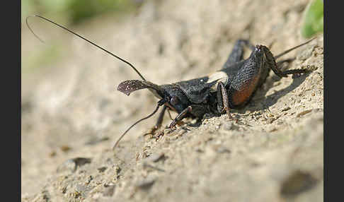 Grille spec. (Sciobia lusitanica)