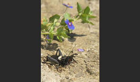 Grille spec. (Sciobia lusitanica)