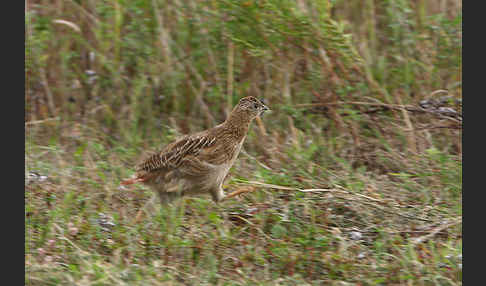 Rebhuhn (Perdix perdix)