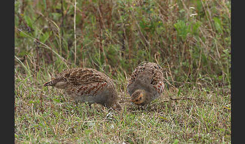 Rebhuhn (Perdix perdix)