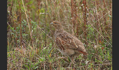 Rebhuhn (Perdix perdix)