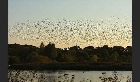 Star (Sturnus vulgaris)