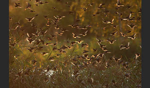 Star (Sturnus vulgaris)