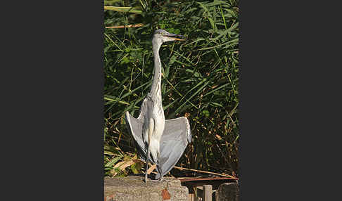 Graureiher (Ardea cinerea)