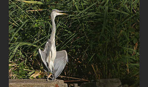 Graureiher (Ardea cinerea)