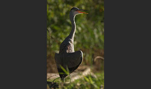 Graureiher (Ardea cinerea)