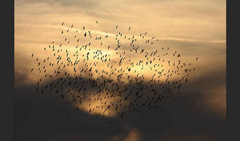 Star (Sturnus vulgaris)