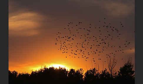 Star (Sturnus vulgaris)