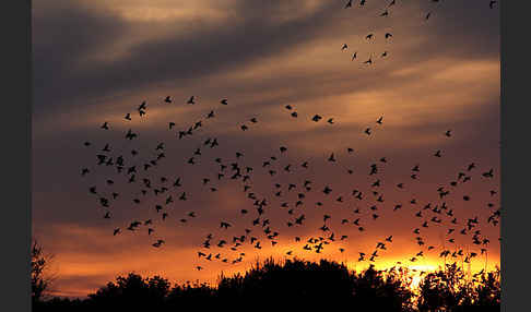 Star (Sturnus vulgaris)