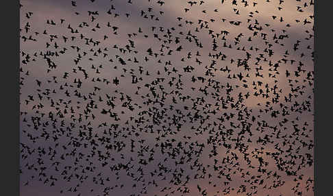 Star (Sturnus vulgaris)