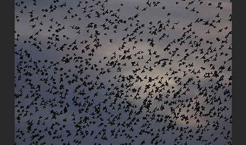 Star (Sturnus vulgaris)