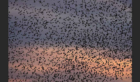 Star (Sturnus vulgaris)