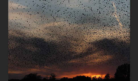 Star (Sturnus vulgaris)