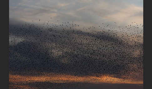 Star (Sturnus vulgaris)