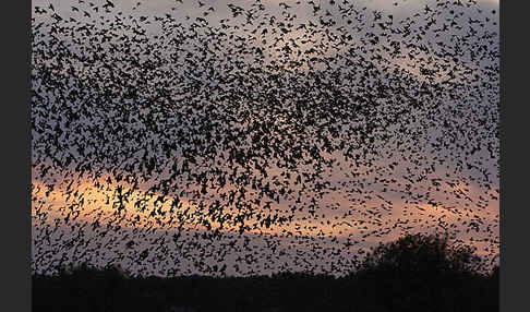 Star (Sturnus vulgaris)