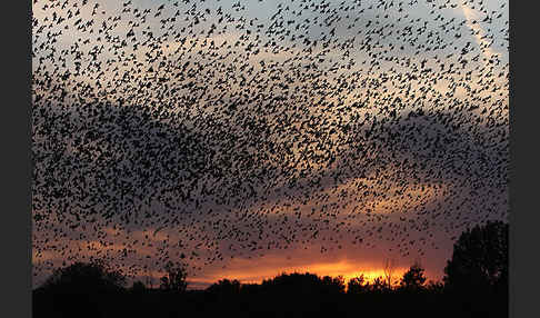 Star (Sturnus vulgaris)