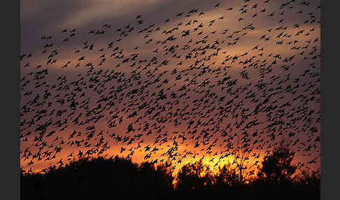 Star (Sturnus vulgaris)