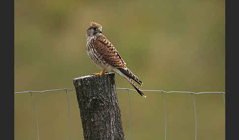 Turmfalke (Falco tinnunculus)