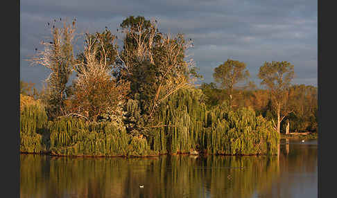 Kormoran (Phalacrocorax carbo)