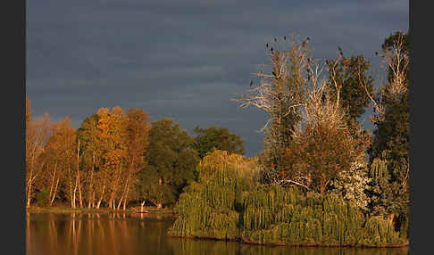 Kormoran (Phalacrocorax carbo)