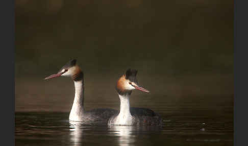 Haubentaucher (Podiceps cristatus)