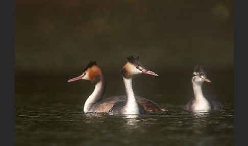 Haubentaucher (Podiceps cristatus)