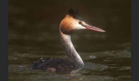 Haubentaucher (Podiceps cristatus)