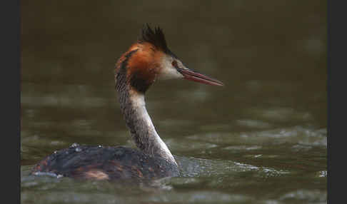 Haubentaucher (Podiceps cristatus)