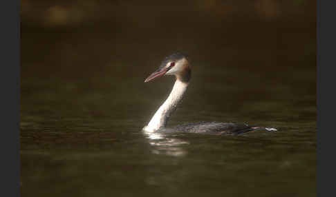 Haubentaucher (Podiceps cristatus)