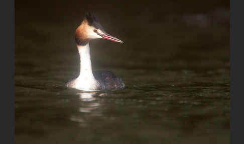 Haubentaucher (Podiceps cristatus)