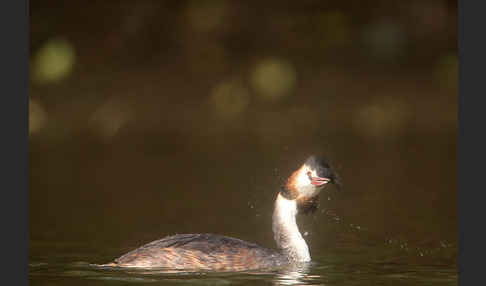 Haubentaucher (Podiceps cristatus)