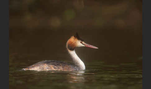 Haubentaucher (Podiceps cristatus)