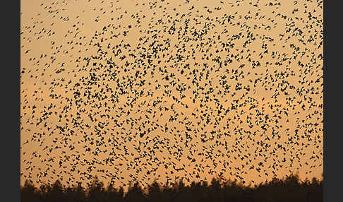 Star (Sturnus vulgaris)