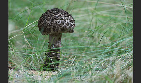 Strubbelkopf (Strobilomyces strobilaceus)