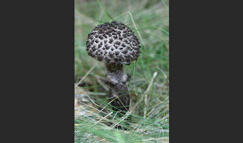 Strubbelkopf (Strobilomyces strobilaceus)