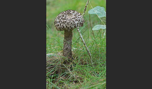 Strubbelkopf (Strobilomyces strobilaceus)